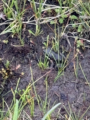 iNaturalist observation photo of Pacific chorus frog