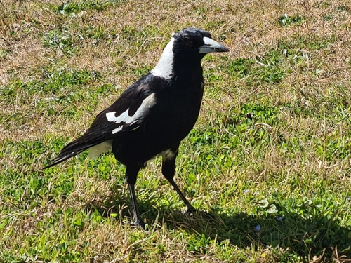 Australian Magpie