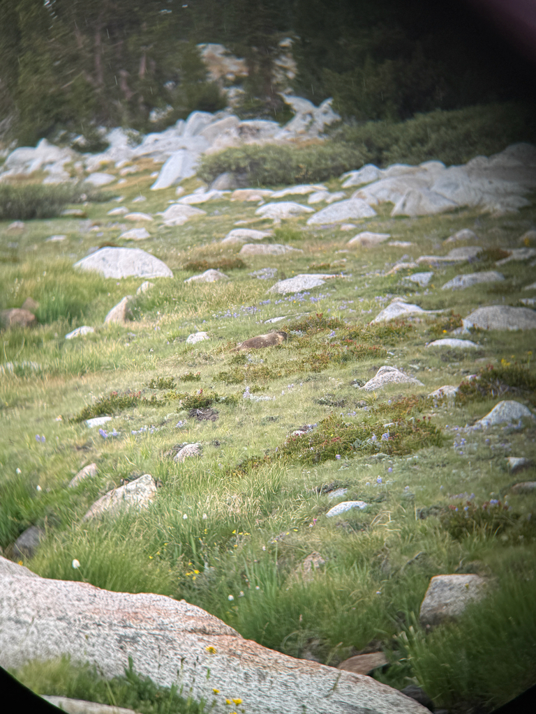 Marmota flaviventris sierrae