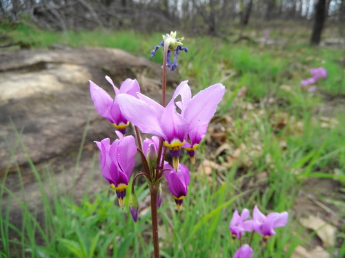 eastern shooting star