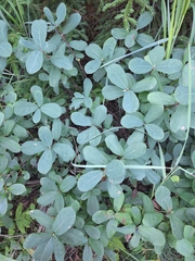 Lonicera villosa