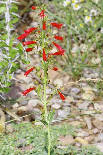 Penstemon havardii