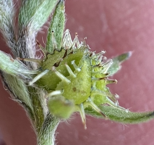 Lappula occidentalis, photograph 4