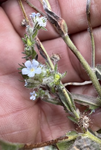 Lappula occidentalis, photograph 5