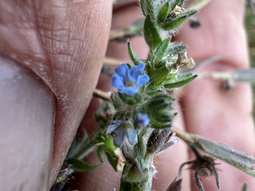 Lappula occidentalis, photograph 6