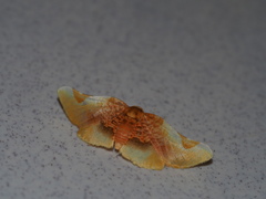 Pyrinioides sinuosus