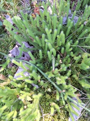 Lycopodium lagopus, photograph author not stated, no rights reserved
