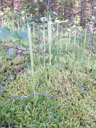 Lycopodium lagopus, photograph 2