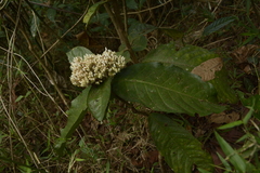 Ixora polyantha