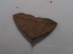 Zanclognatha subtriplex