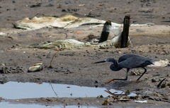 Egretta garzetta dimorpha