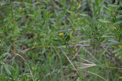 Borrichia arborescens, photograph (c) William Harmon, some rights reserved (CC BY)
