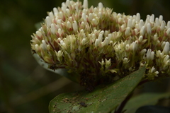Ixora polyantha