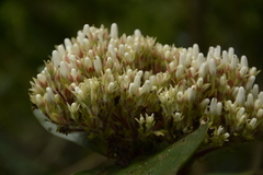 Ixora polyantha