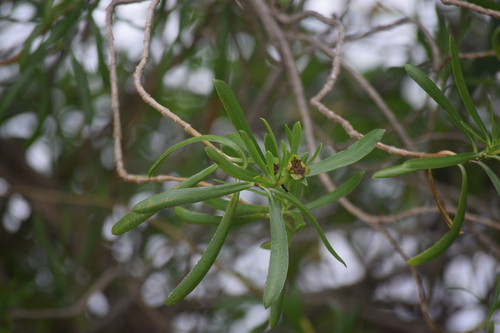 Borrichia arborescens, photograph 2