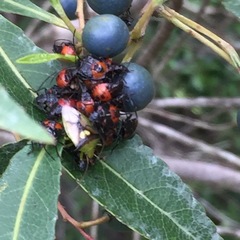 Sastragala versicolor