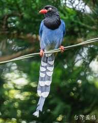 Taiwan Blue Magpie photo 2