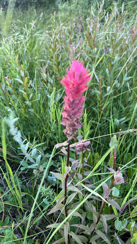 giant red paintbrush