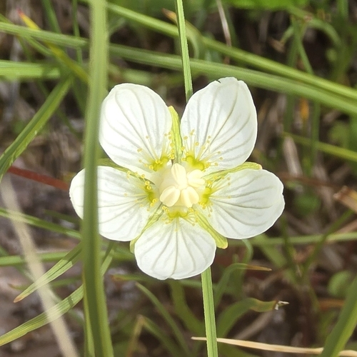 marsh grass-of-Parnassus