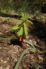 Euphorbia platyphyllos