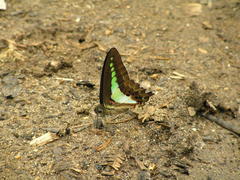 Graphium teredon