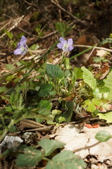 Viola sieheana