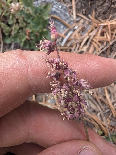 Heuchera parishii, photograph 3