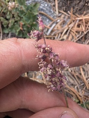 Heuchera parishii, photograph (c) Trevor Van Loon, some rights reserved (CC BY)