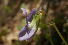 Viola sieheana