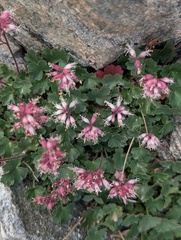 Heuchera parishii, photograph (c) Trevor Van Loon, some rights reserved (CC BY)
