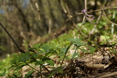 Corydalis paczoskii