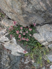 Heuchera parishii