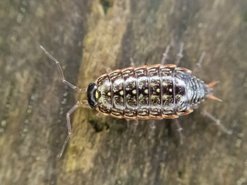 Common Striped Woodlouse photo 4