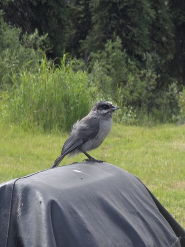 Canada Jay