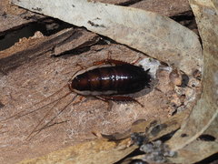 Drymaplaneta communis