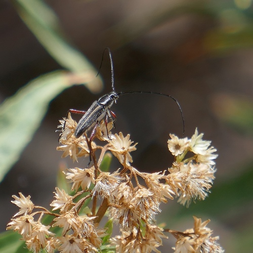 Double-banded Bycid