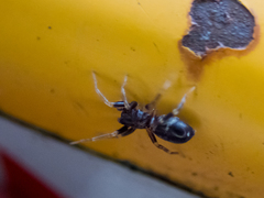 Castianeira cingulata