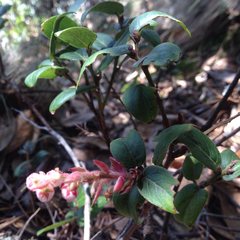 Gaultheria erecta