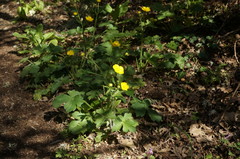 Ranunculus constantinopolitanus