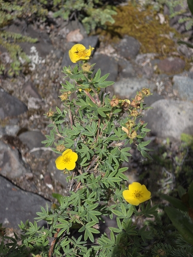 shrubby cinquefoil