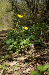 Ranunculus constantinopolitanus