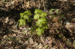 Ranunculus constantinopolitanus