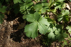 Ranunculus constantinopolitanus