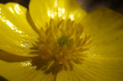 Ranunculus constantinopolitanus