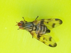 Otites porcus