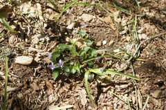 Viola sieheana