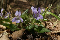 Viola sieheana