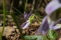 Viola sieheana