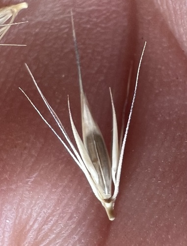 Hordeum brachyantherum, photograph 5