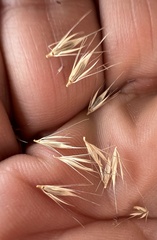 Hordeum brachyantherum, photograph (c) Steve Matson, some rights reserved (CC BY)